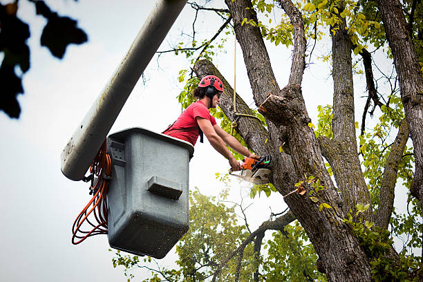 How Our Tree Care Process Works  in Jennerstown, PA